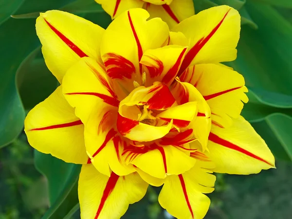 Gul tulpan blomma på nära håll — Stockfoto