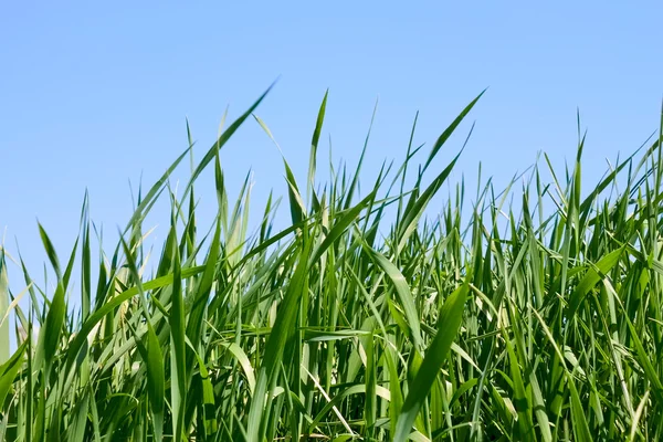Green grass against blue sky — Stock Photo, Image