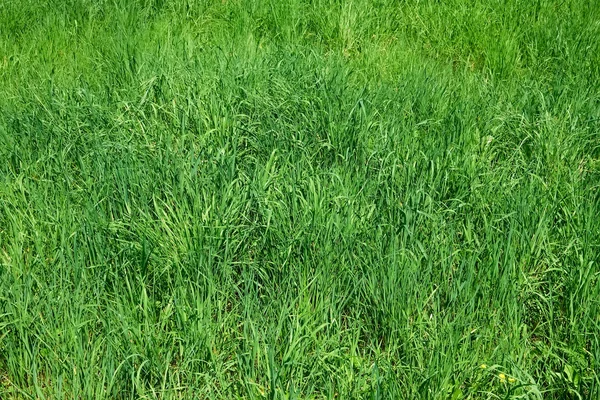 Grünes Gras als Kräutertextur — Stockfoto