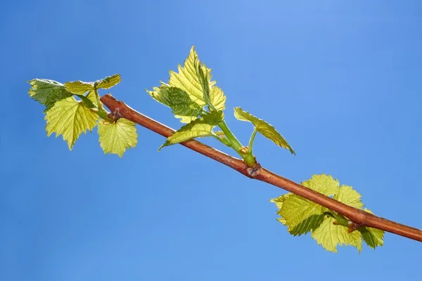 Fiatal levelek szőlő — Stock Fotó