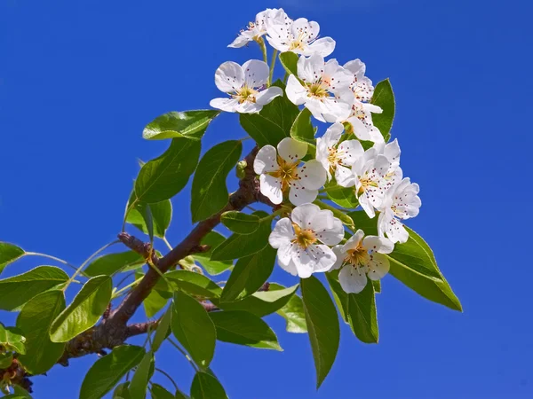 Floração ramo de maçã close-up — Fotografia de Stock