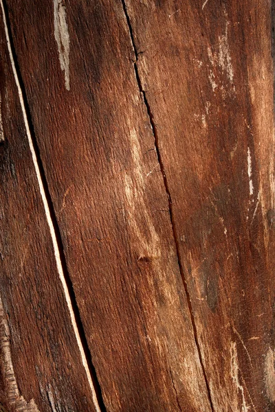 Detail der getrockneten Baumstämme — Stockfoto