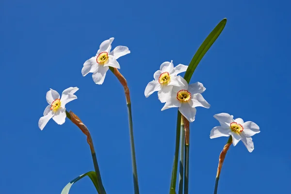 Skupina květin Narcis — Stock fotografie