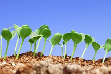 Small watermelon seedling against blue sky clipart