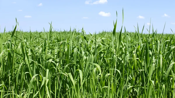 Campo di grano verde — Foto Stock