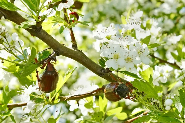 Escarabajos chaflán en el árbol de espino en flor — Foto de Stock