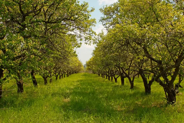 Orchard under våren — Stockfoto