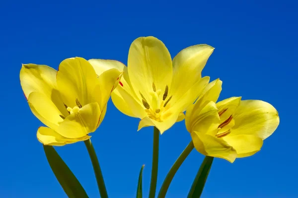 Tulpen tegen donker blauwe hemel — Stockfoto