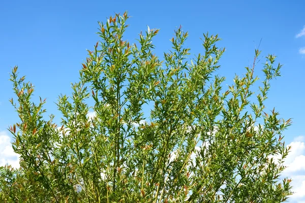 Detail willow tree koruny — Stock fotografie