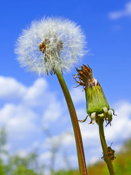 Dandelion against blue sky — Stock Photo, Image