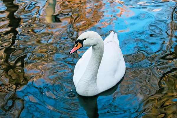 Cisne blanco adulto —  Fotos de Stock