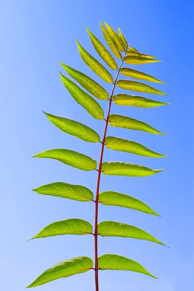 Leaf of Staghorn sumac — Stock Photo, Image