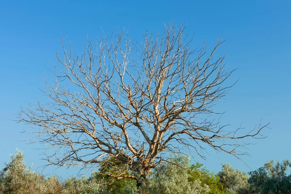 Old withered walnut tree — Stock Photo, Image