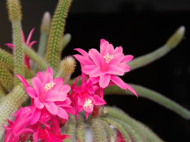 Rat Tail Cactus flowering clipart