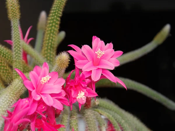 stock image Rat Tail Cactus flowering