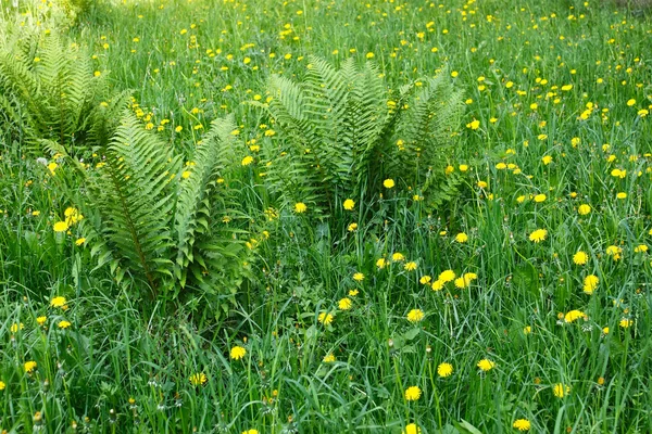 Dandelions and other motley grass — Stock Photo, Image