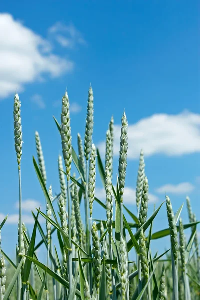 Шипы зелёной пшеницы — стоковое фото