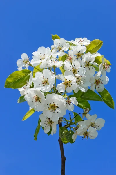 Flowering cherry branch — Stock Photo, Image