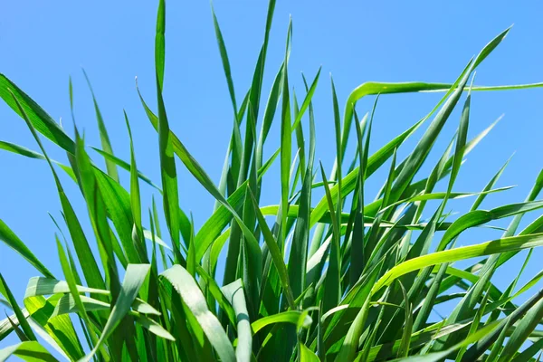 Молодая зелёная трава — стоковое фото
