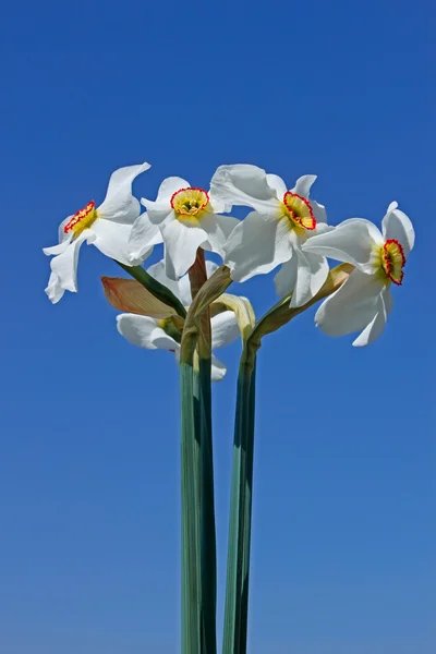 Narcis kytice — Stock fotografie