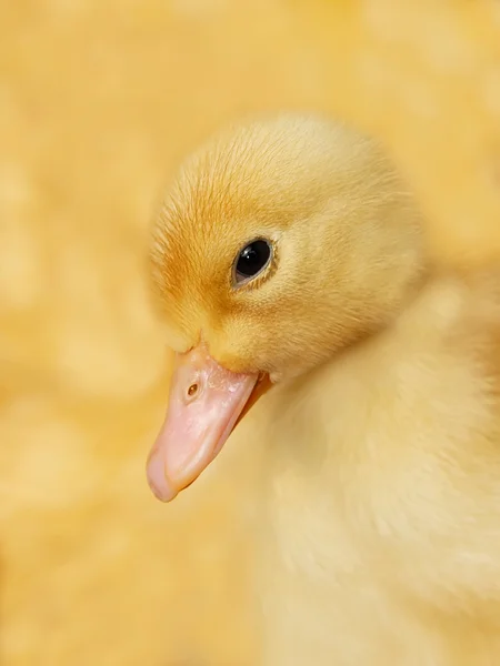 Small duckling on yellow — Stock Photo, Image