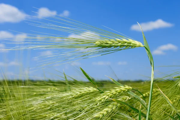Barley spikelets — Stock Photo, Image