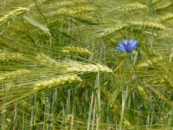 Cornflower among barley field — Stock Photo, Image