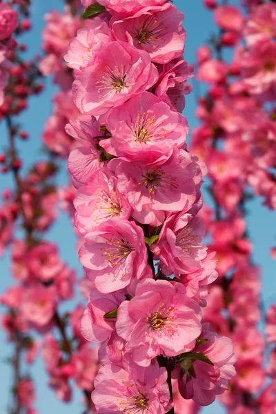 Sakura kwitnienia — Zdjęcie stockowe