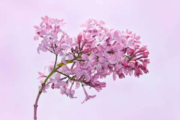 Inflorescência de lilás — Fotografia de Stock
