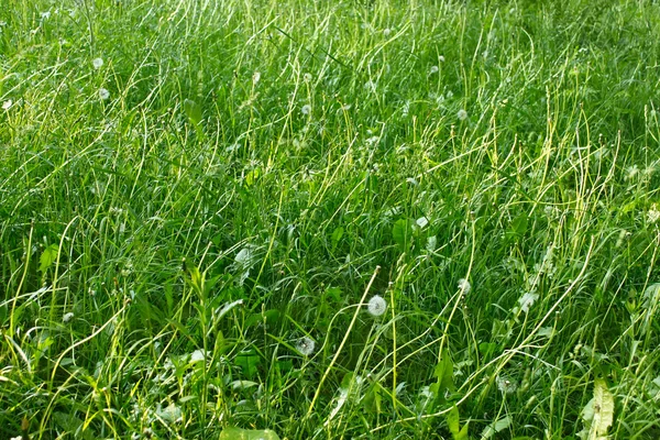 Grasses lawn — Stock Photo, Image