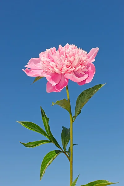 Růžový pivoňkový květ — Stock fotografie