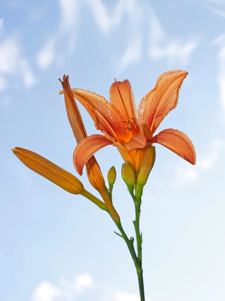 Flores de lirio — Foto de Stock