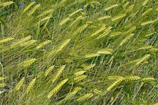 绿色大麦的耳朵 — 图库照片