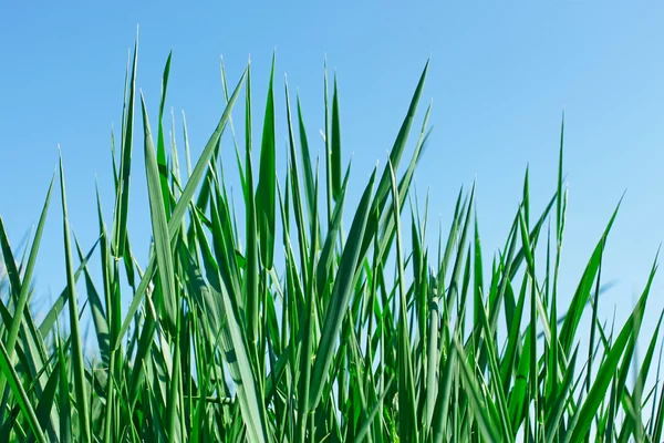 새로운 녹색 잔디 — 스톡 사진