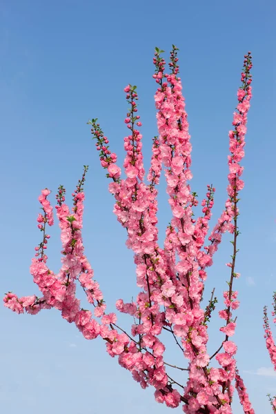 Sakura im Frühling — Stockfoto