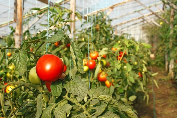 Tomates em estufa — Fotografia de Stock