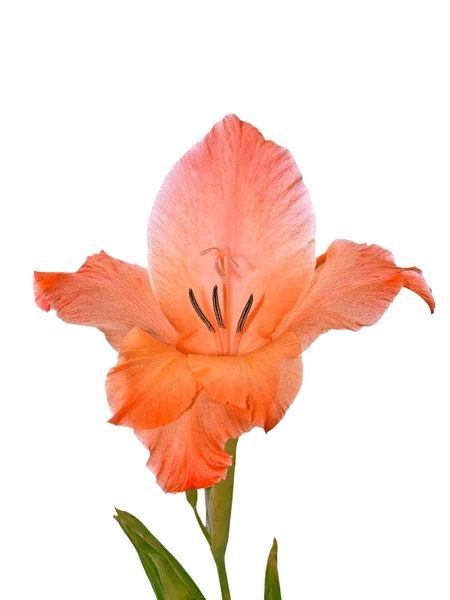 Gladiolus isolado em branco — Fotografia de Stock