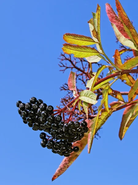 Black elder berries — Stock Photo, Image