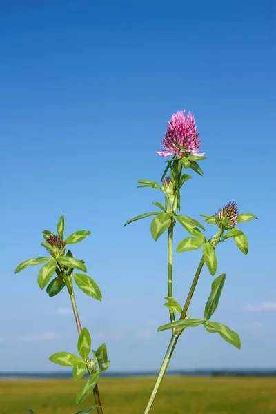 顕花植物のクローバー — ストック写真