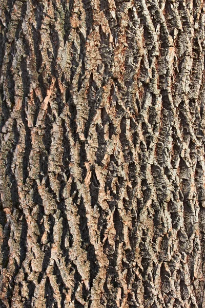 Rinde des alten Baumes — Stockfoto