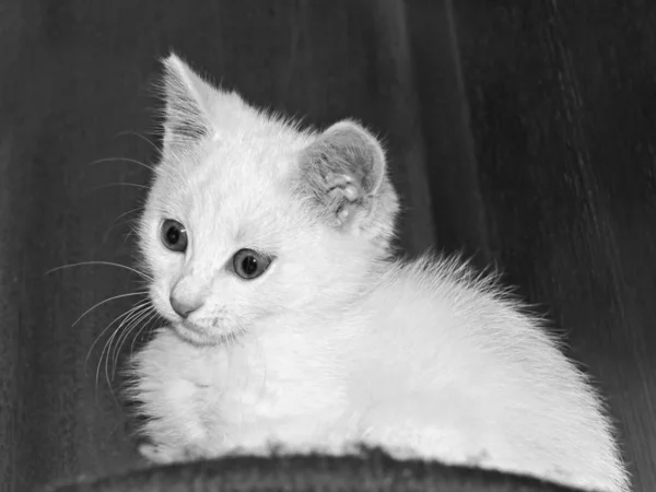 stock image Funny white kitty