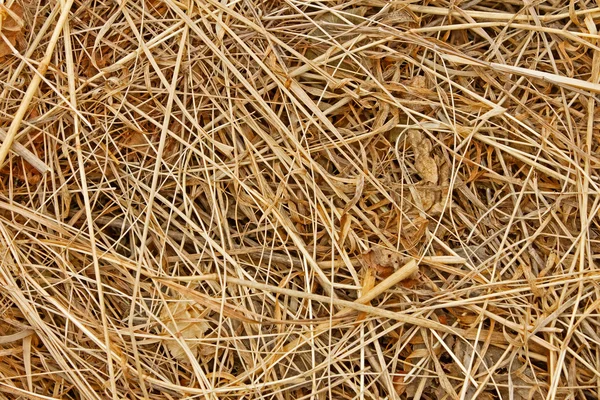 Сушеное сено — стоковое фото