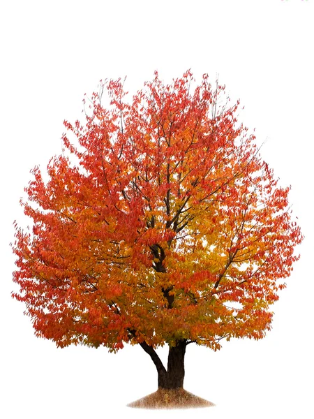 Cerezo de otoño aislado en blanco — Foto de Stock