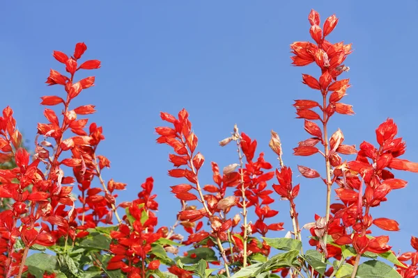 Красные яркие цветы — стоковое фото