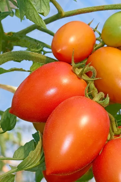 红番茄的温室 — 图库照片