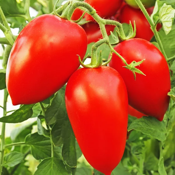 Znásilnění červená rajčata ve skleníku — Stock fotografie