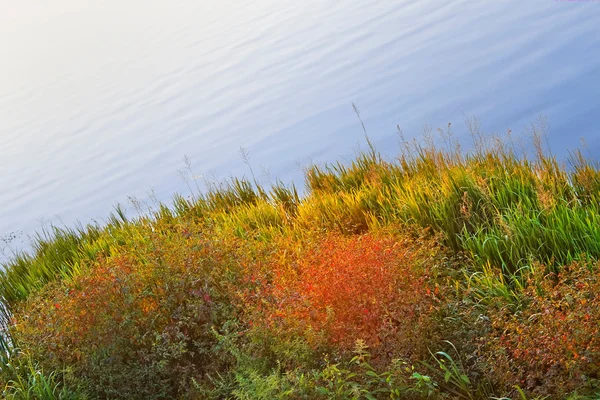 Plantas costeiras coloridas — Fotografia de Stock