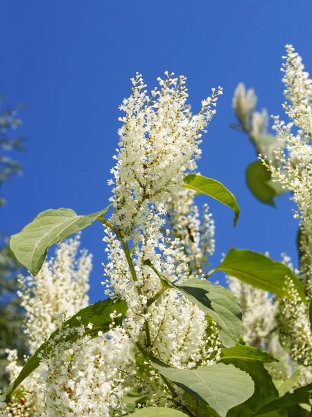 Planta com pequenas flores brancas — Fotografia de Stock