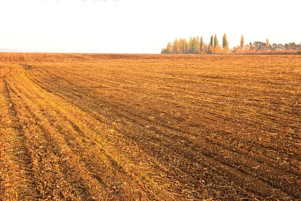 Sown cereals autumn field — Stock Photo, Image
