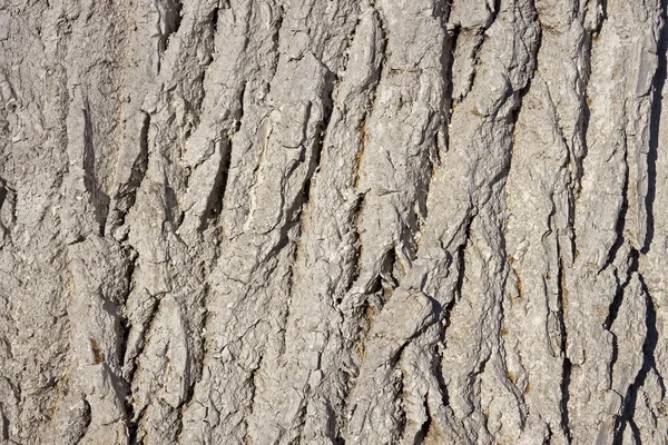 Bark covered with lime — Stock Photo, Image